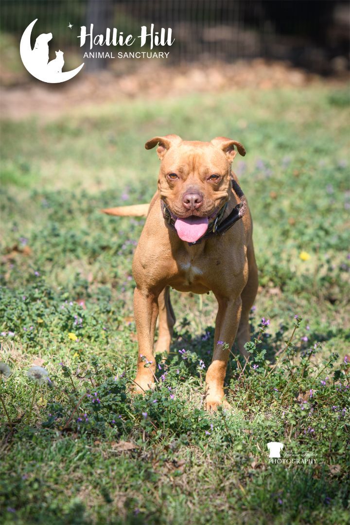 Sally, a Adoptable mixed breed in Hollywood, SC image 2/4