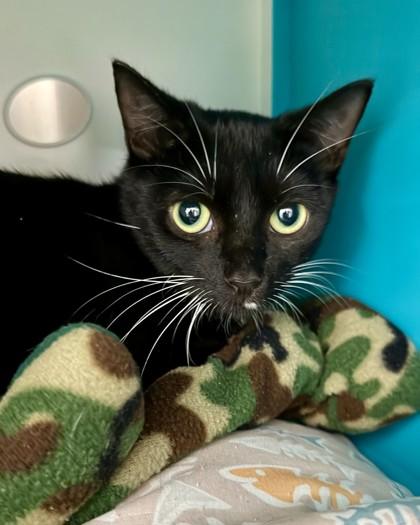 Enlarge Lois, a Adoptable mixed breed in Saint Petersburg, FL image 1/1