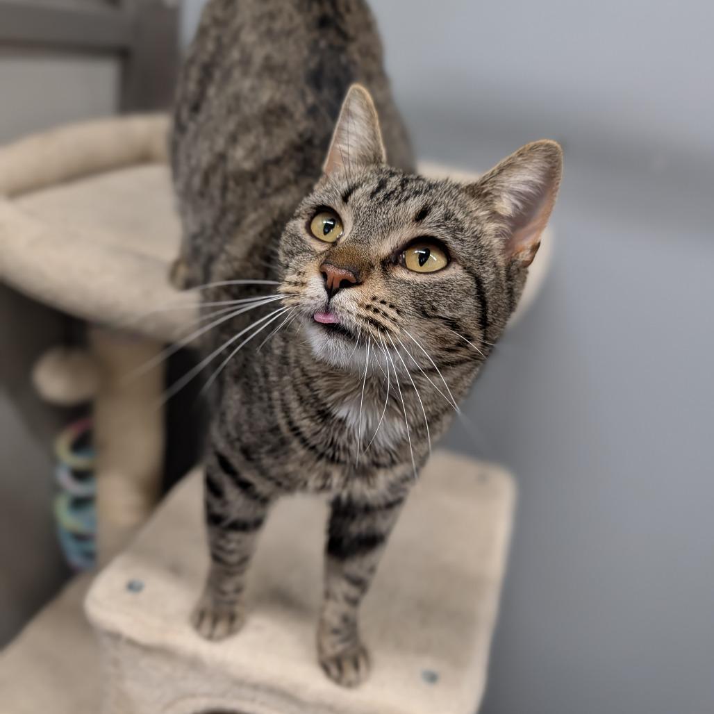 Caterpillar, adopted, Adult Female Domestic Short Hair.