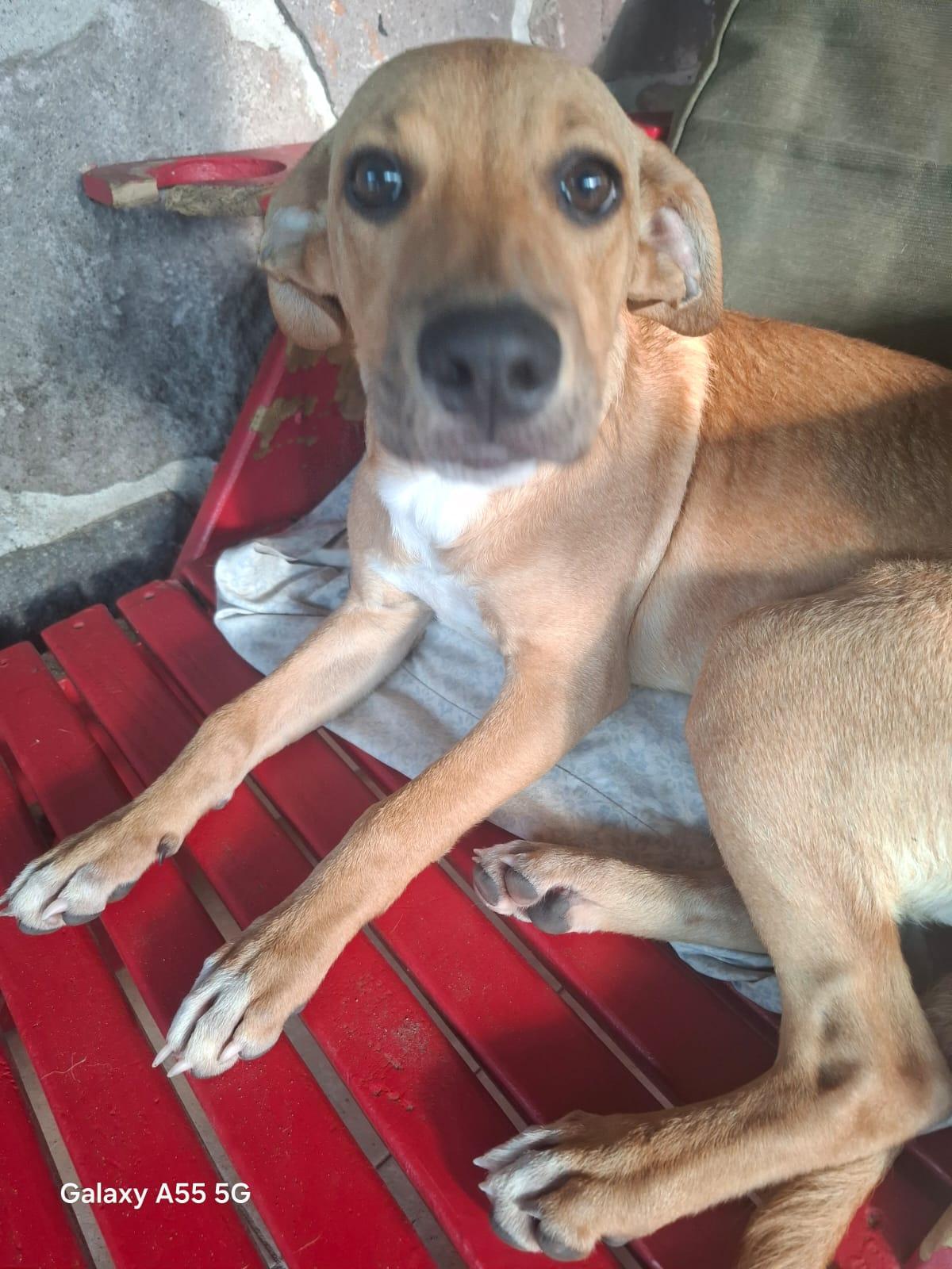 Enlarge Gwenda, a Adoptable mixed breed in Sparks, NV image 1/4