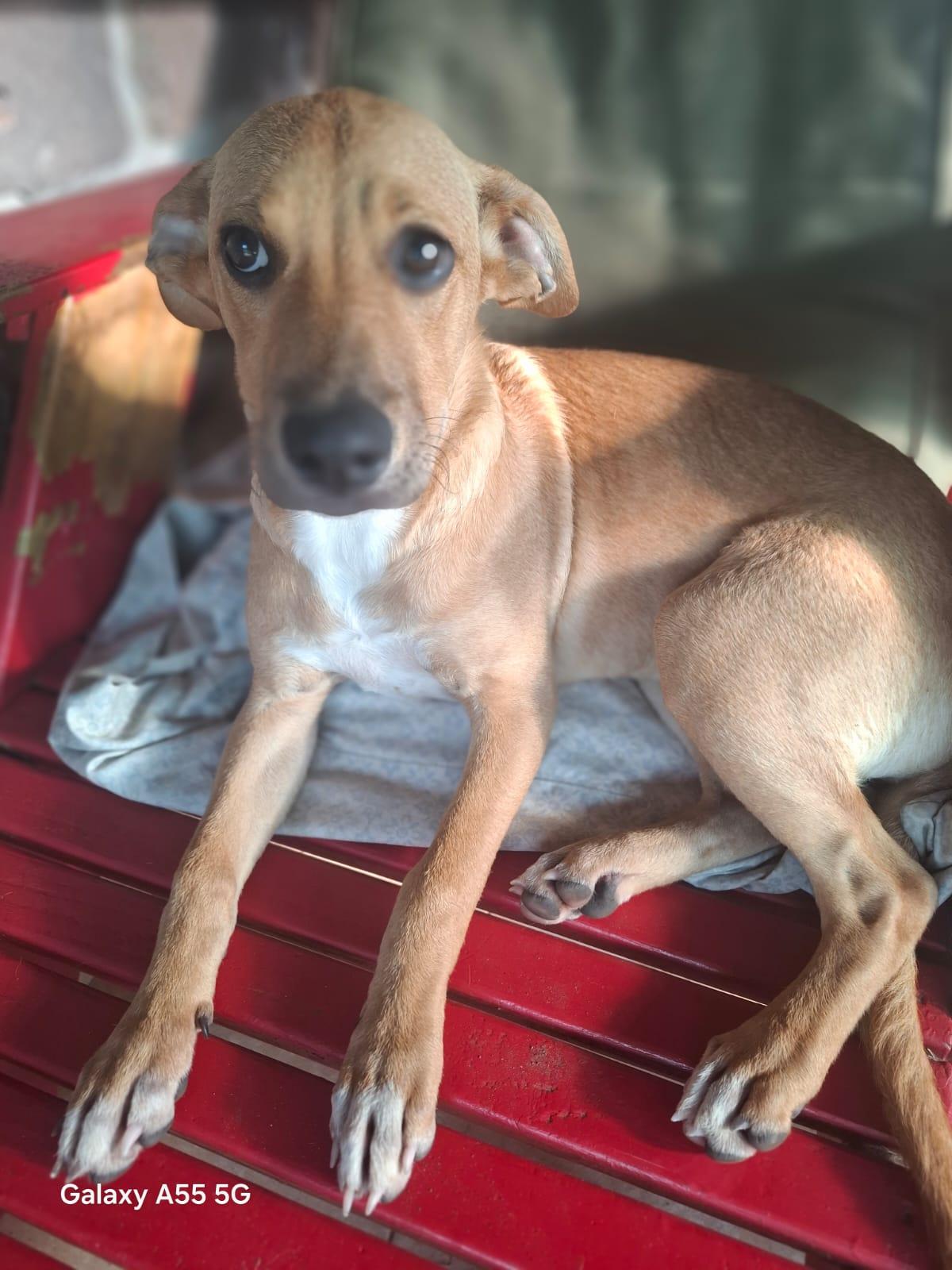 Enlarge Gwenda, a Adoptable mixed breed in Sparks, NV image 2/4