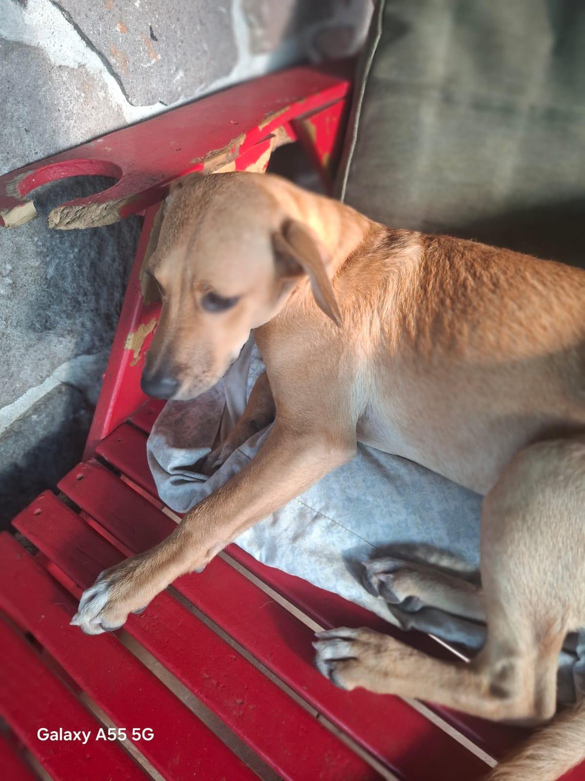 Enlarge Gwenda, a Adoptable mixed breed in Sparks, NV image 4/4