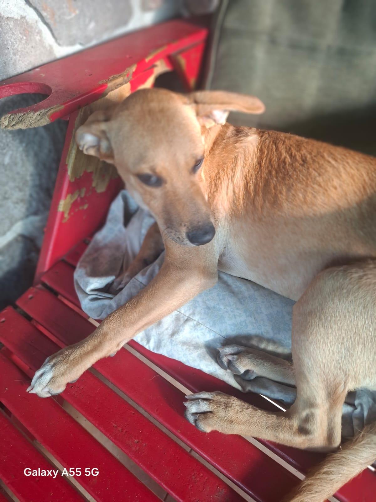 Enlarge Gwenda, a Adoptable mixed breed in Sparks, NV image 3/4