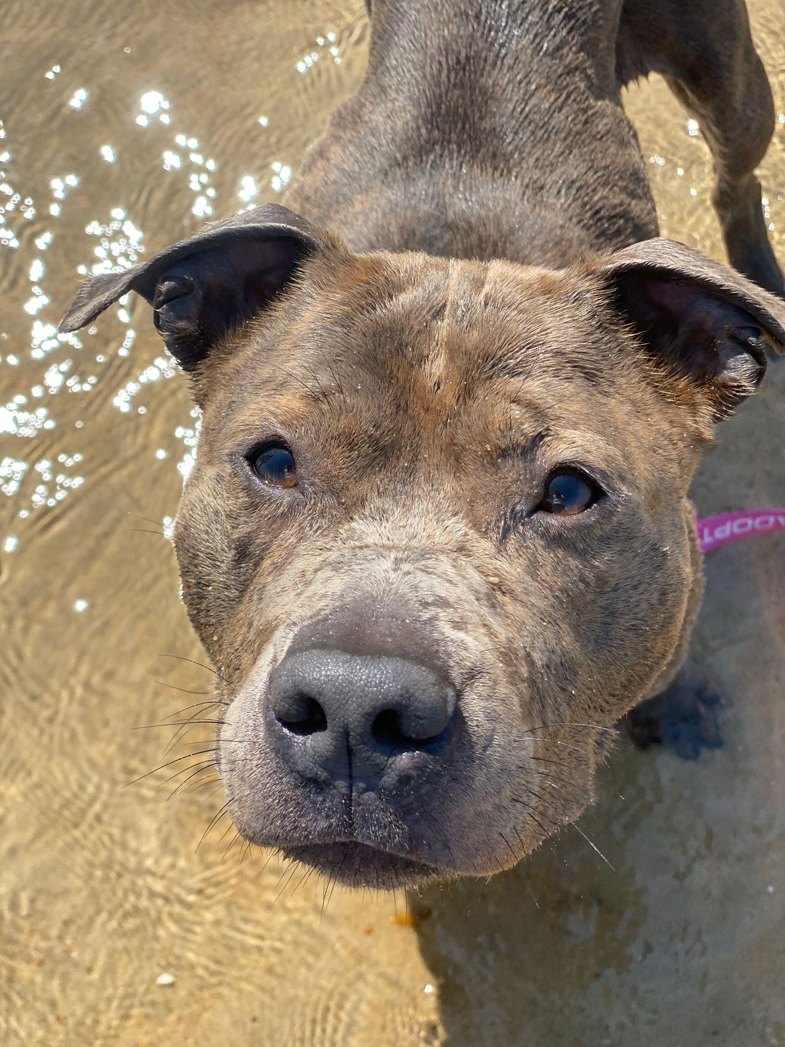 Enlarge Chloe, a ADOPTABLE American Bully in Oakville, ON image 1/5