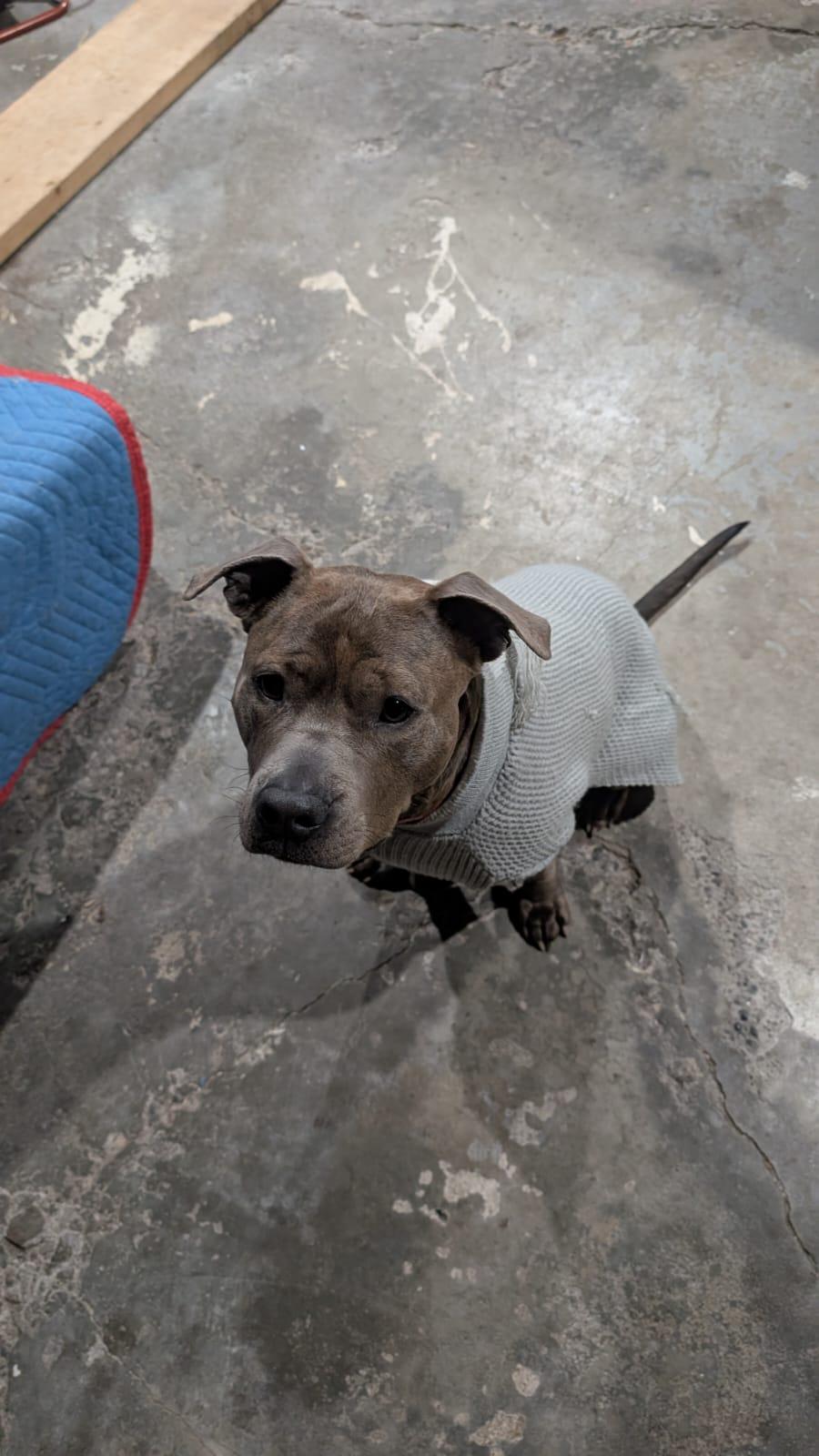 Enlarge Chloe, a ADOPTABLE American Bully in Oakville, ON image 5/5