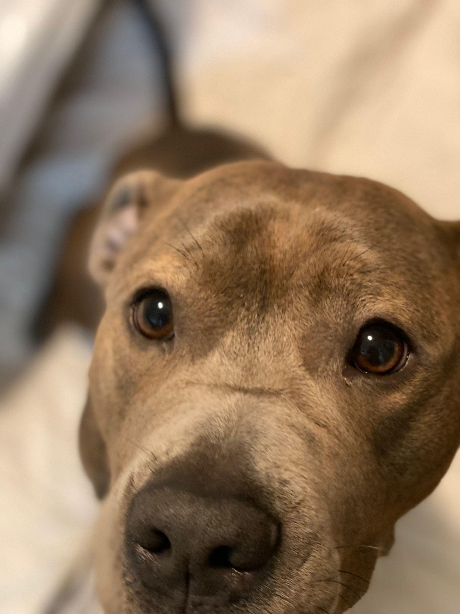 Enlarge Chloe, a ADOPTABLE American Bully in Oakville, ON image 3/5