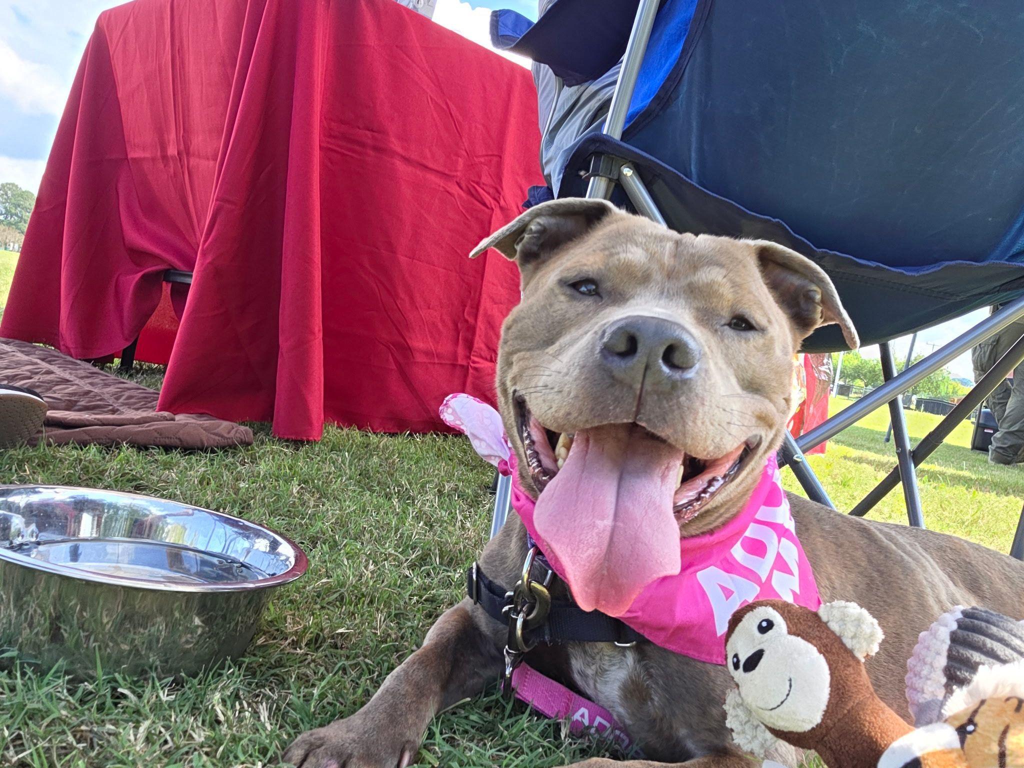 Enlarge Chloe, a ADOPTABLE American Bully in Oakville, ON image 4/5