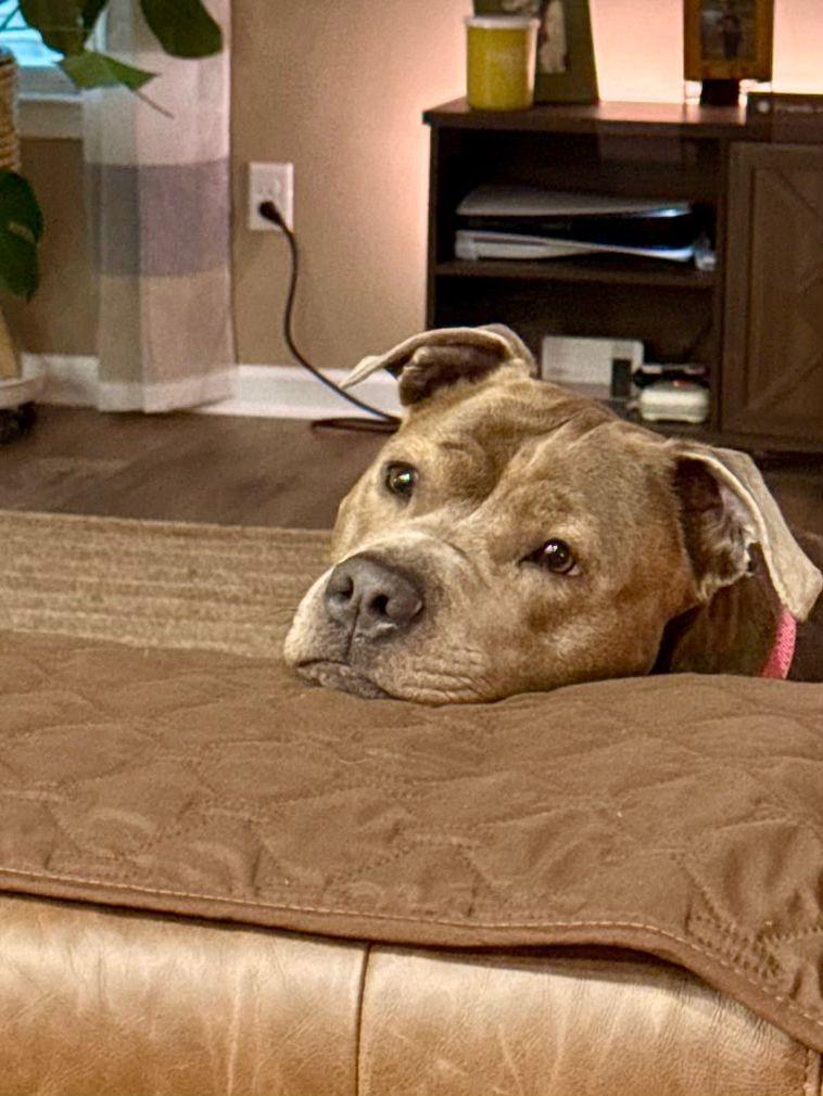 Enlarge Chloe, a ADOPTABLE American Bully in Oakville, ON image 2/5