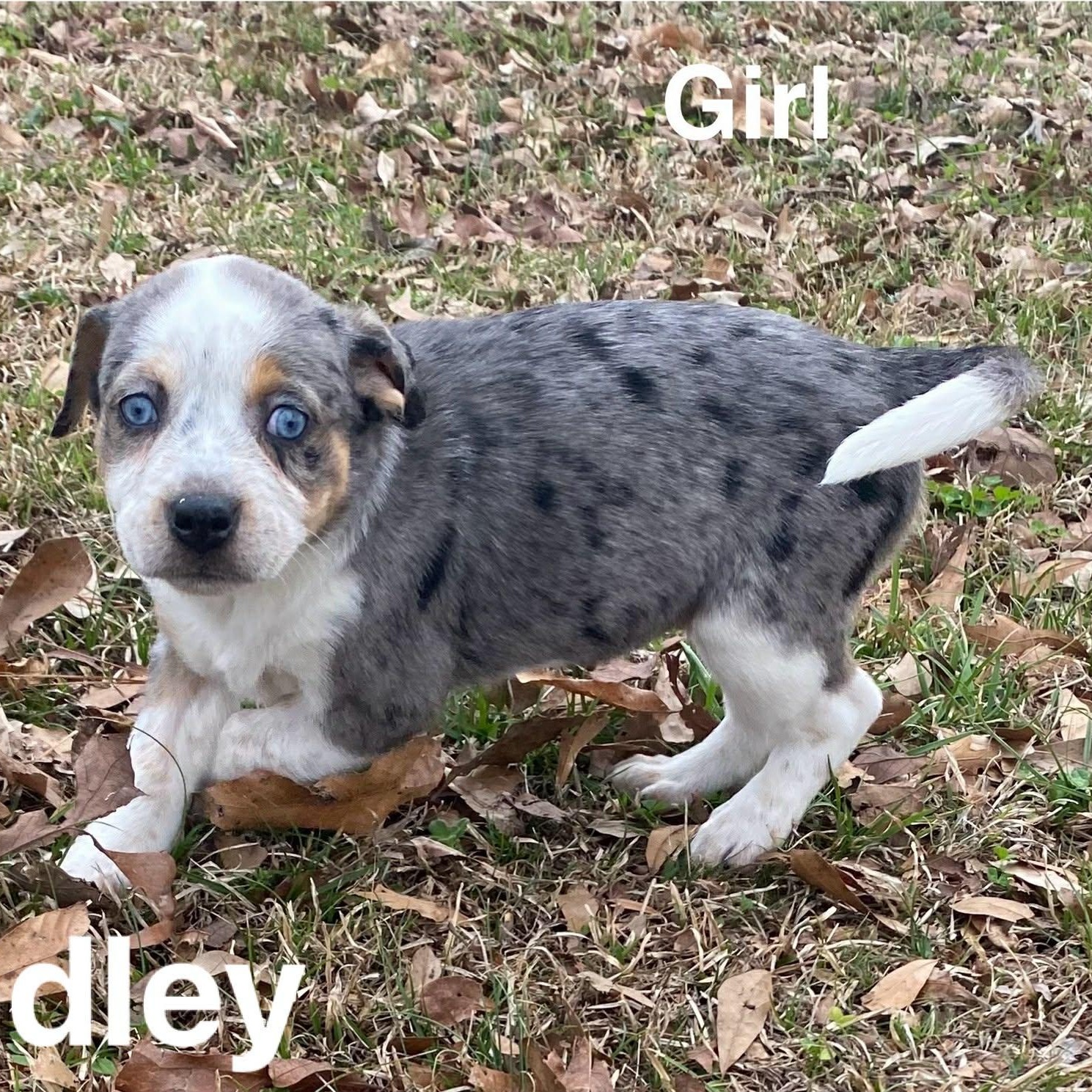Hadley, Adoptable, Puppy Female Australian Shepherd.