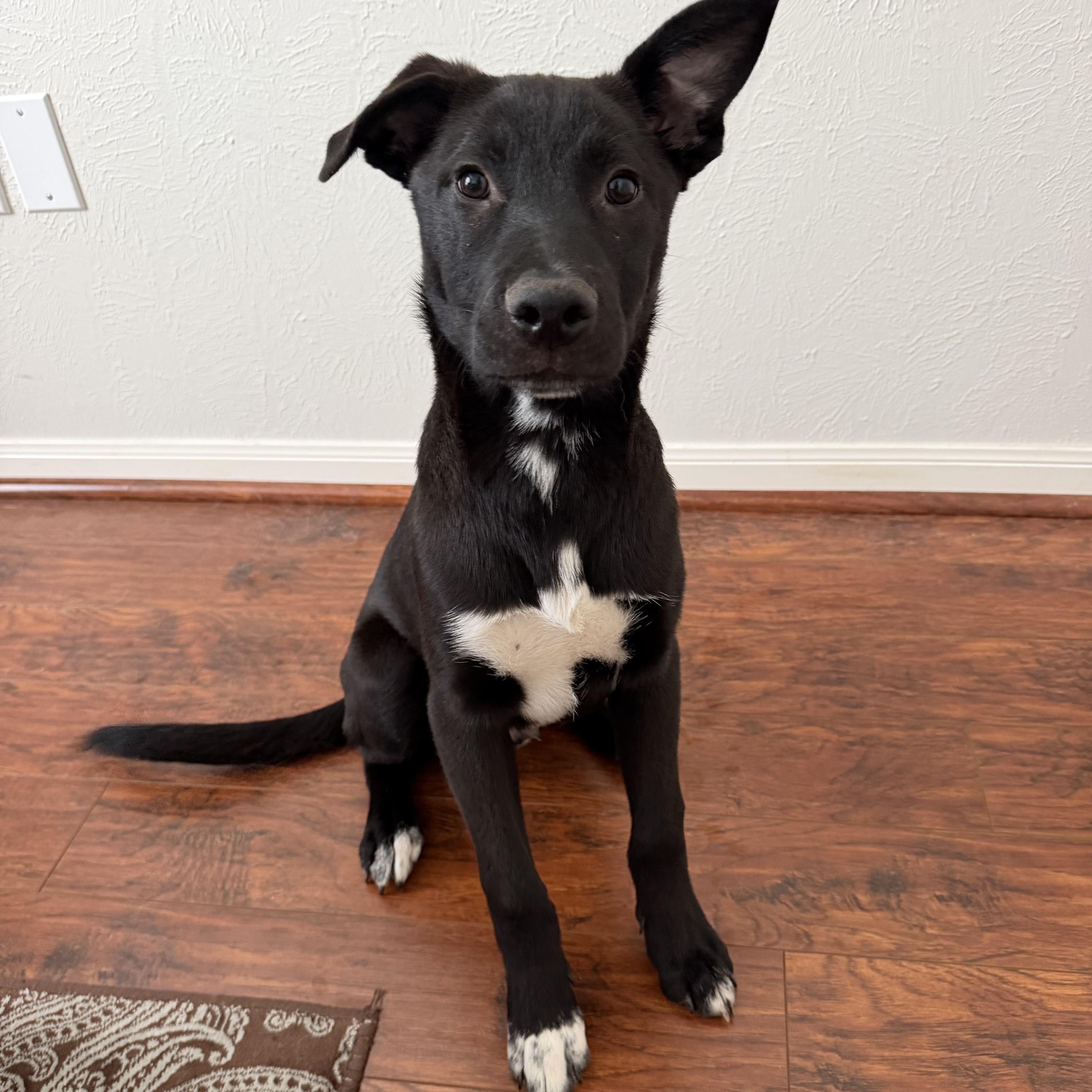 Azriel, Adoptable, Young Male Border Collie & Black Labrador Retriever.