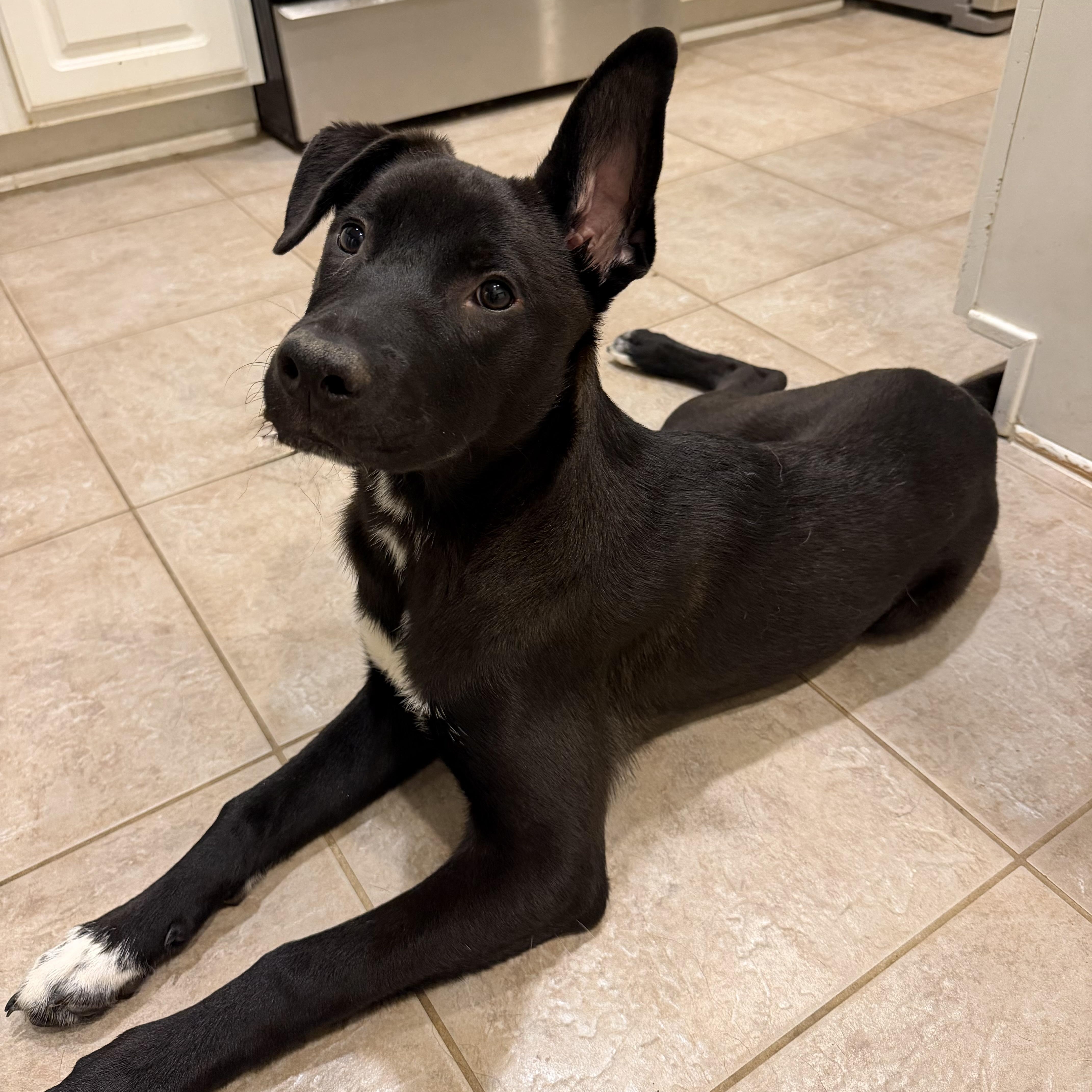 Enlarge Azriel, a Adoptable mixed breed in Kent, WA image 2/6