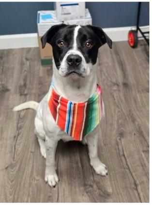Panther, Adoptable, Adult Male Pointer & Mixed Breed.