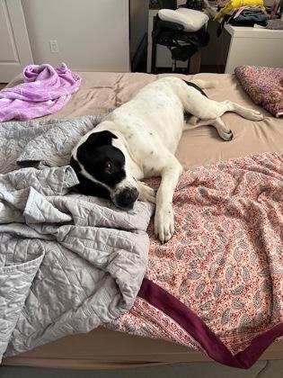 Enlarge Panther, a Adoptable mixed breed in Divide, CO image 2/3