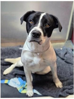 Enlarge Panther, a Adoptable mixed breed in Divide, CO image 3/3