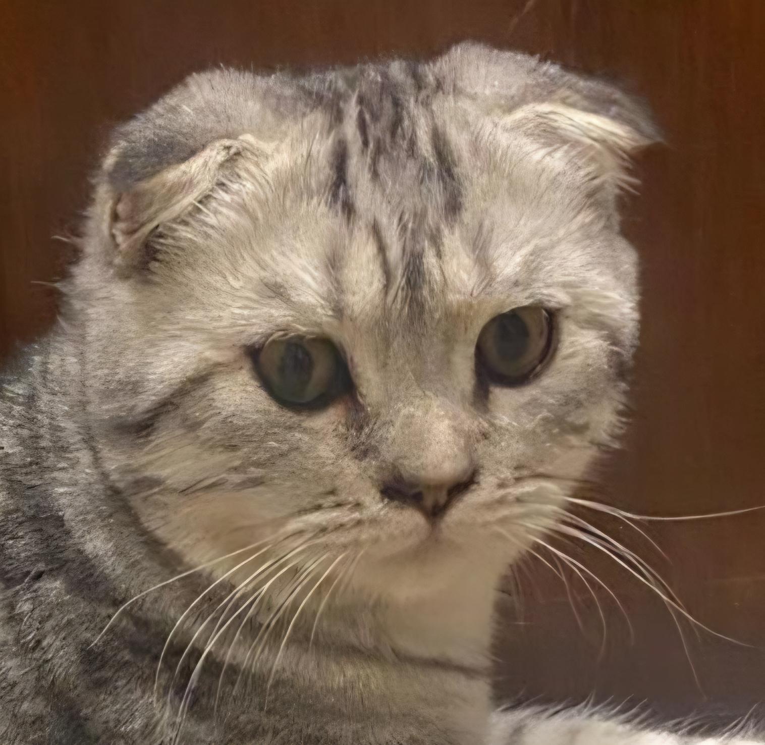 Gypsy, Adopted, Young Male Scottish Fold.