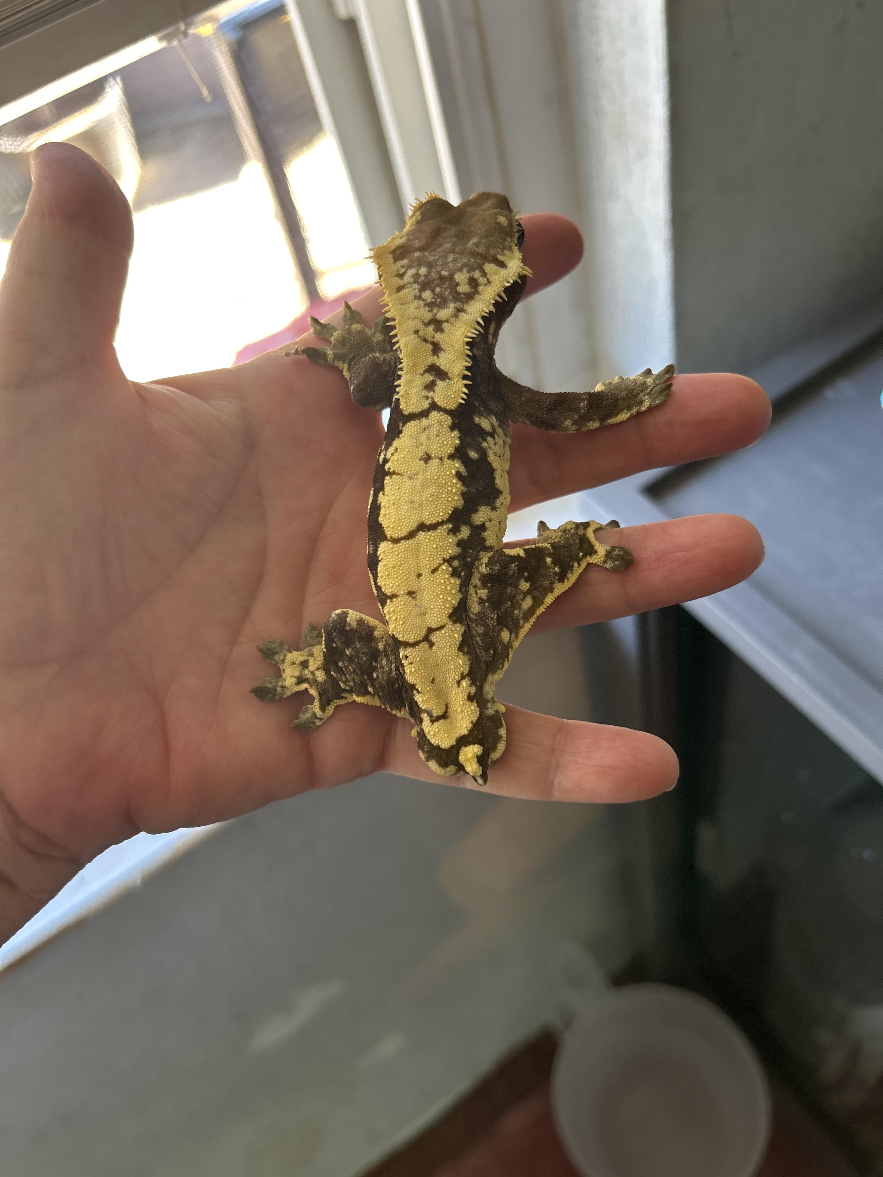 Frog Hiney Male Crested Gecko, Adopted, Young Unknown Gecko.