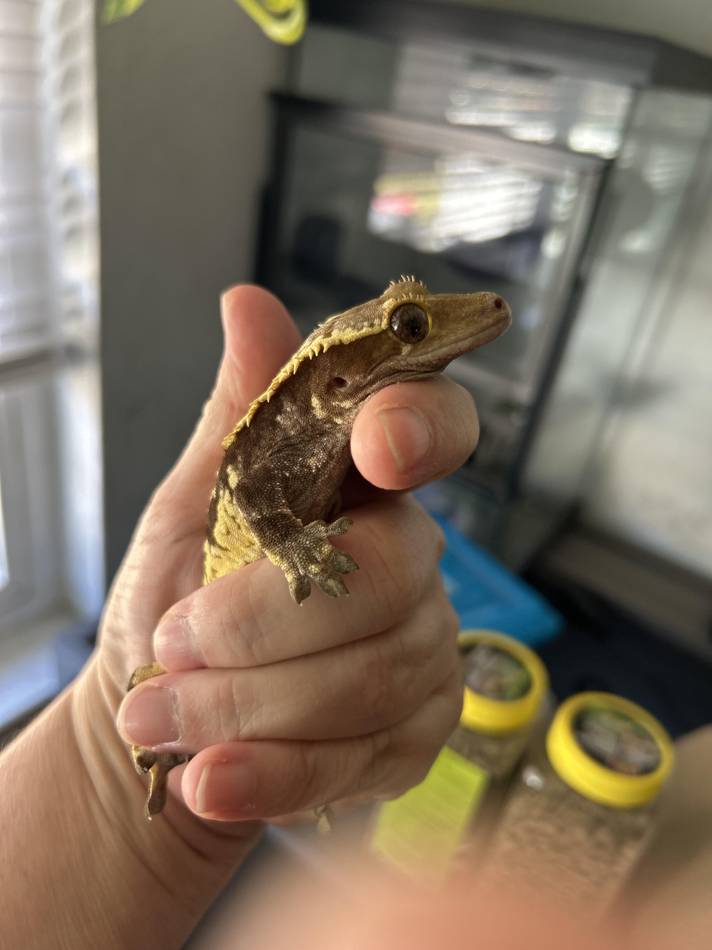 Enlarge Frog Hiney Male Crested Gecko, a Adopted Gecko in Concord, CA image 2/2