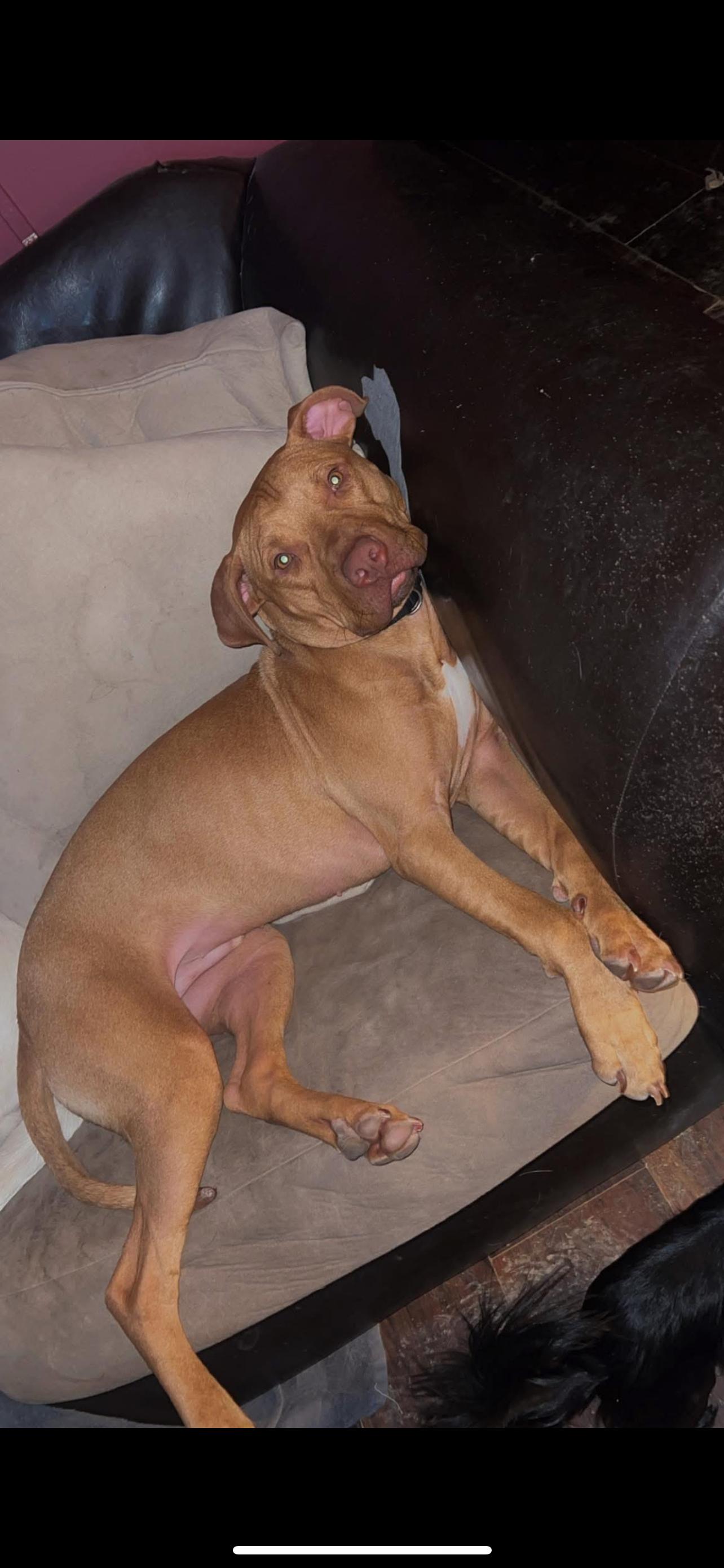 Freddie, an adoptable Mixed Breed in Vassalboro, ME, 04989 | Photo Image 6