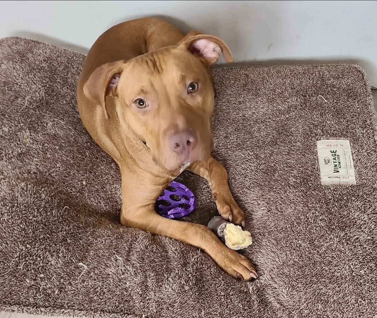 Freddie, an adoptable Mixed Breed in Vassalboro, ME, 04989 | Photo Image 1