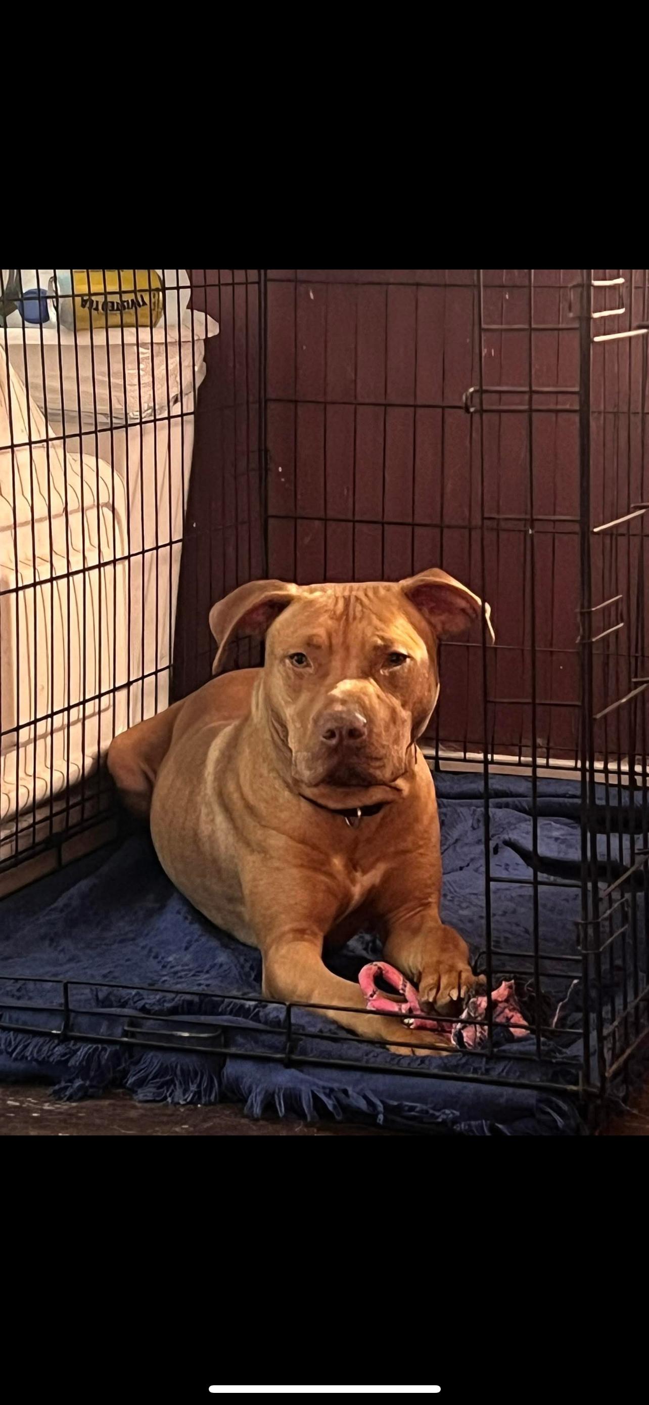 Freddie, an adoptable Mixed Breed in Vassalboro, ME, 04989 | Photo Image 5