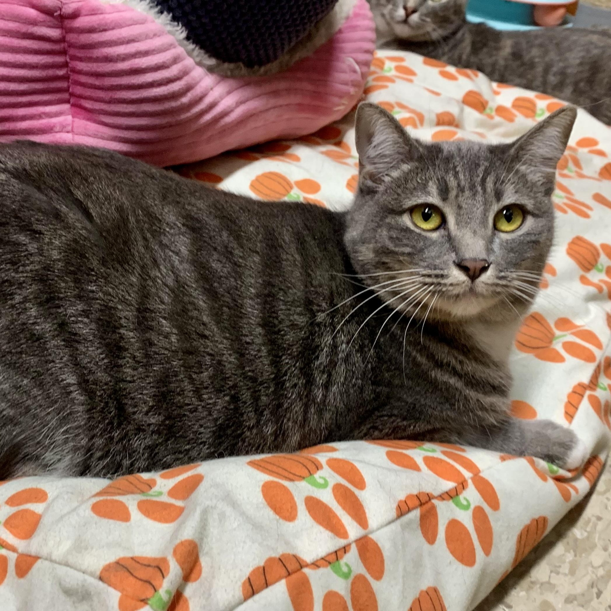 Lucky, ADOPTABLE, Young Female Domestic Short Hair.