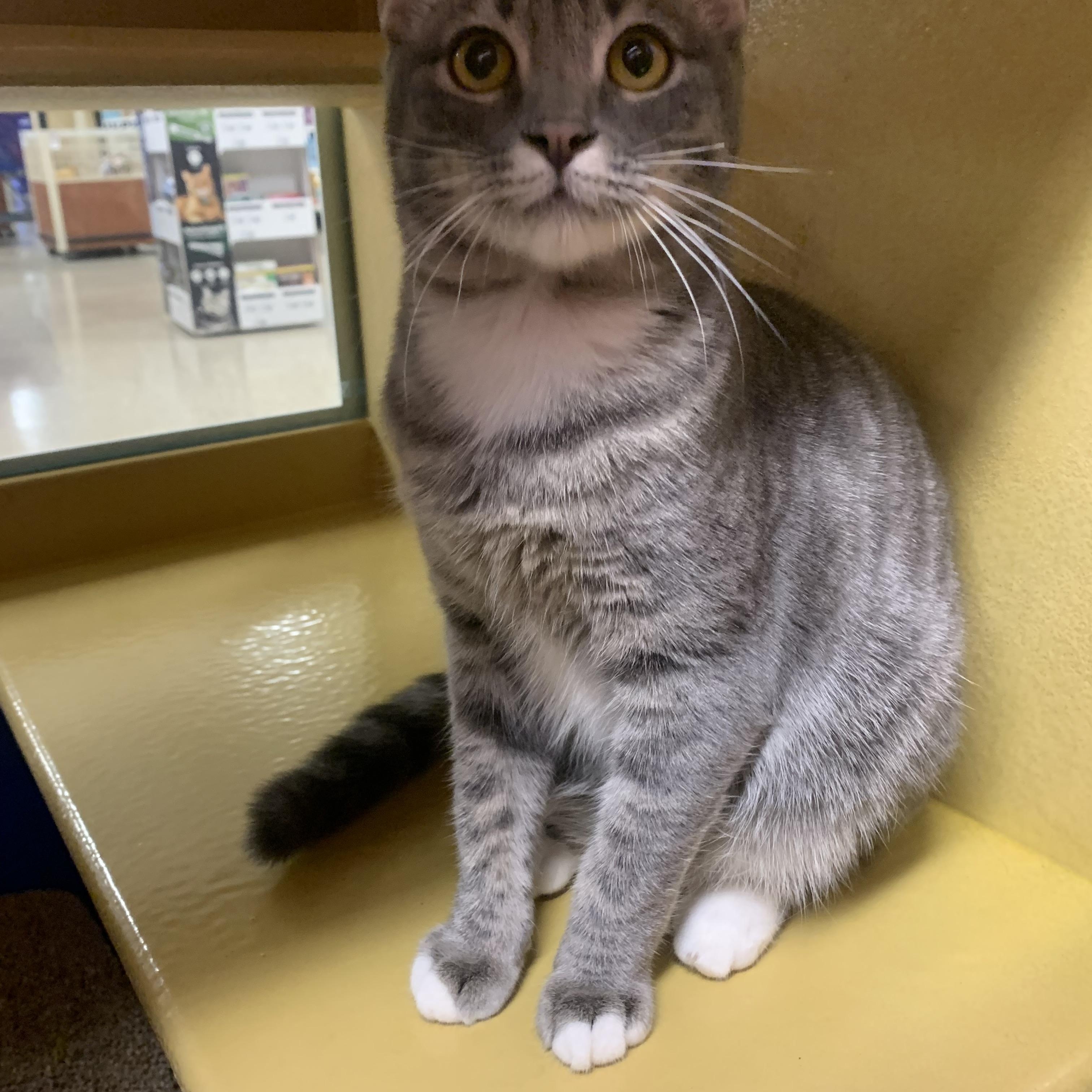 Enlarge Lucky, a ADOPTABLE mixed breed in San Jose, CA image 3/3