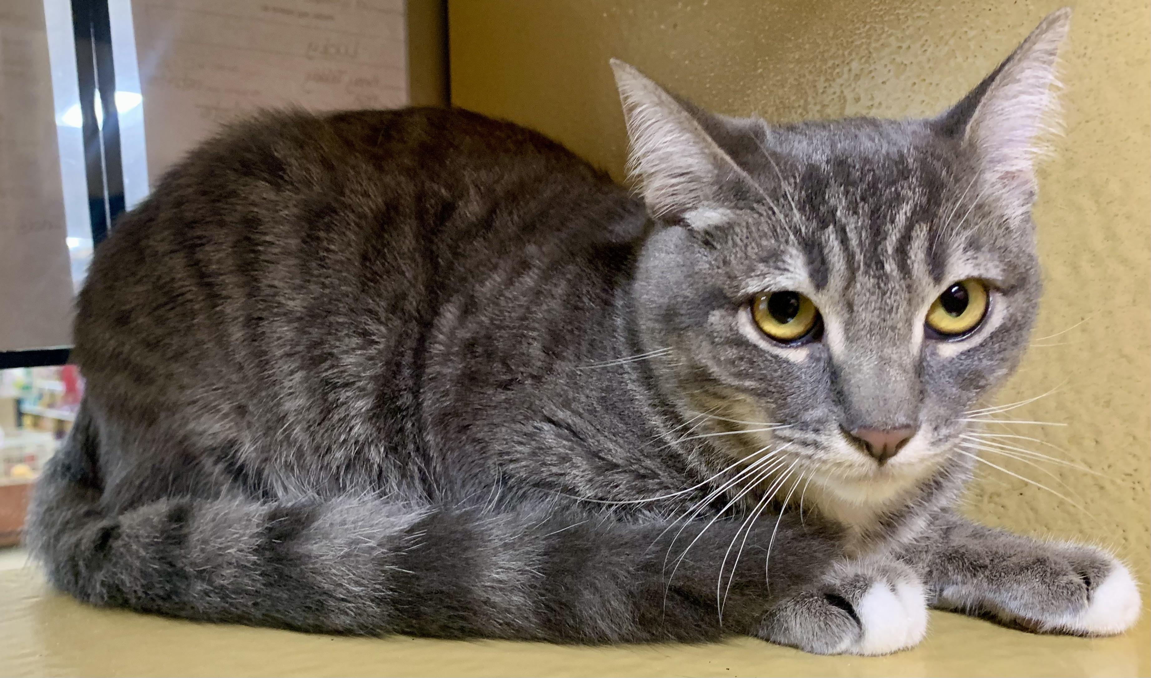 Enlarge Lucky, a ADOPTABLE mixed breed in San Jose, CA image 2/3