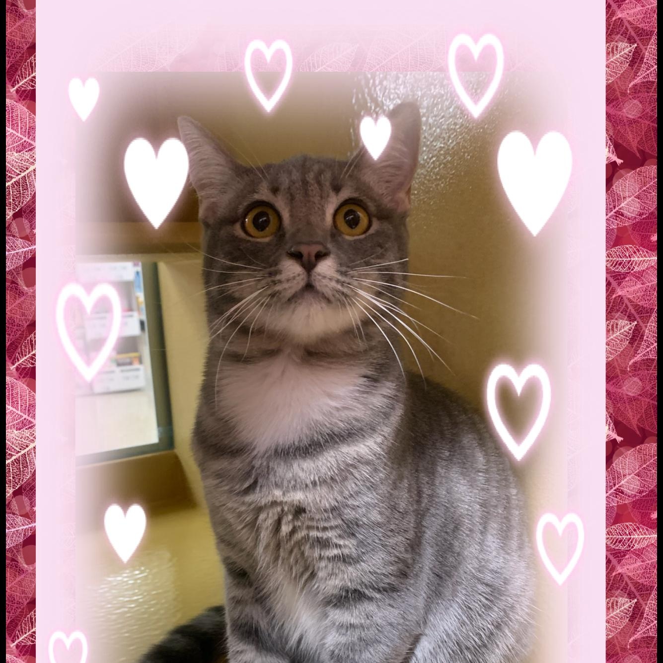 Lucky, ADOPTABLE, Young Female Domestic Short Hair.