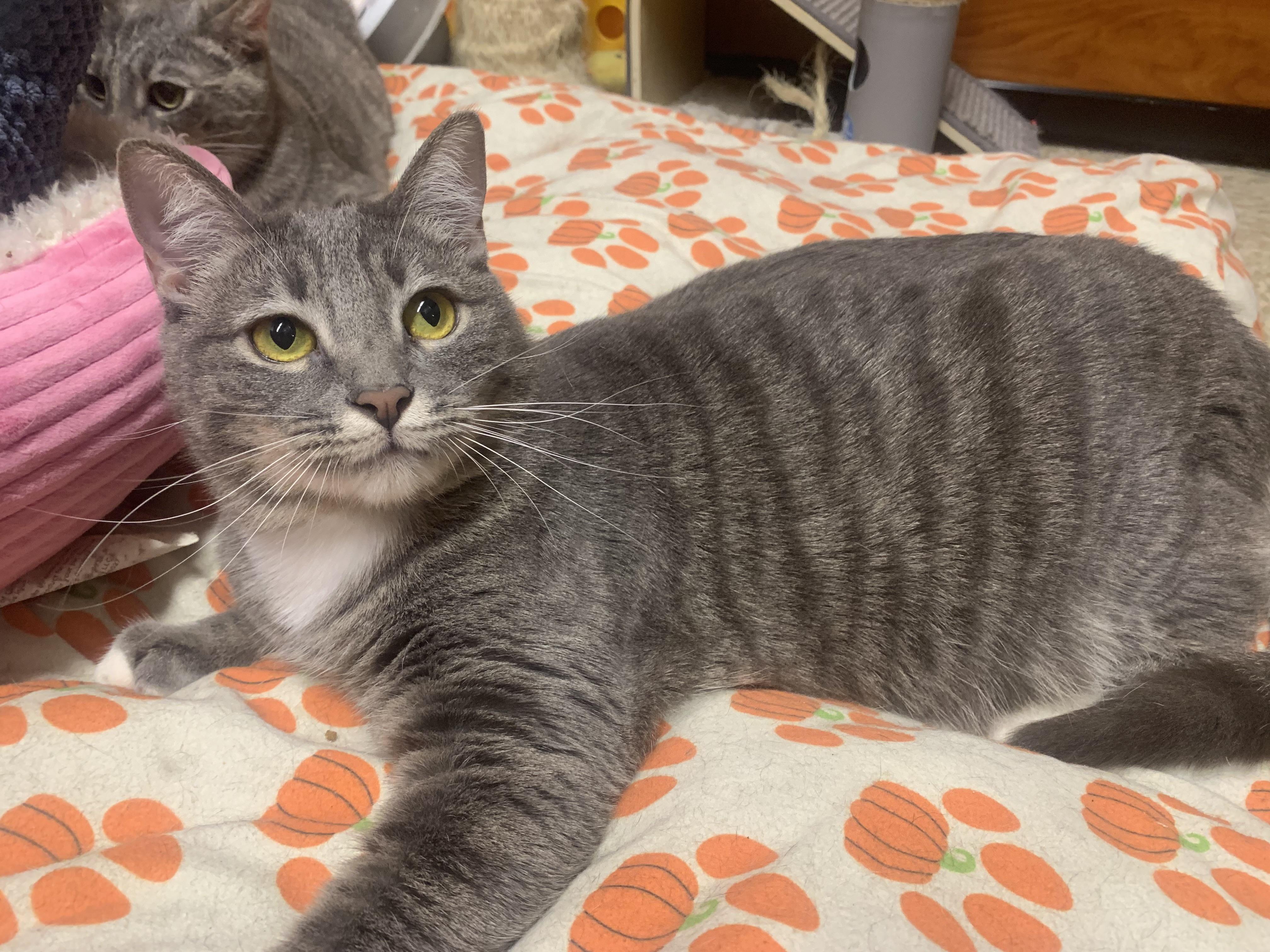 Enlarge Lucky, a ADOPTABLE mixed breed in San Jose, CA image 3/5