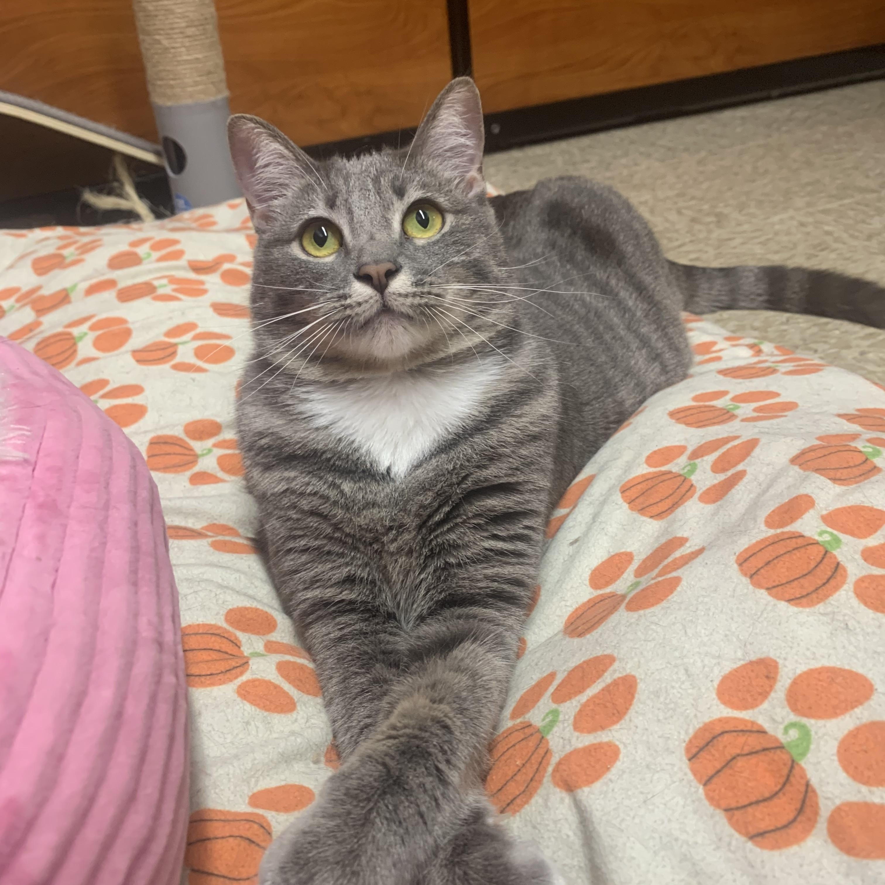 Lucky, ADOPTABLE, Young Female Domestic Short Hair.