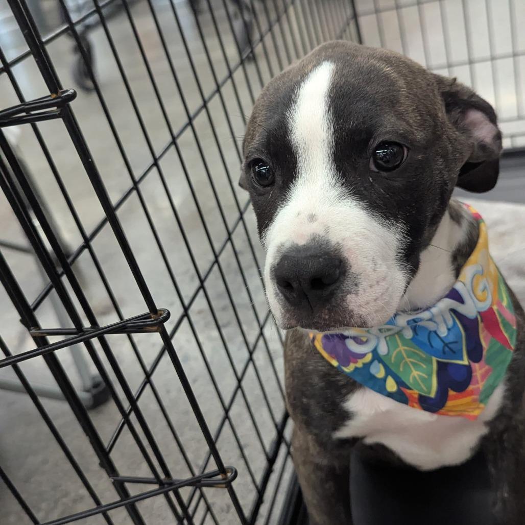 Enlarge Jasmine, a Adoptable Mixed Breed in Volcano, HI image 1/6