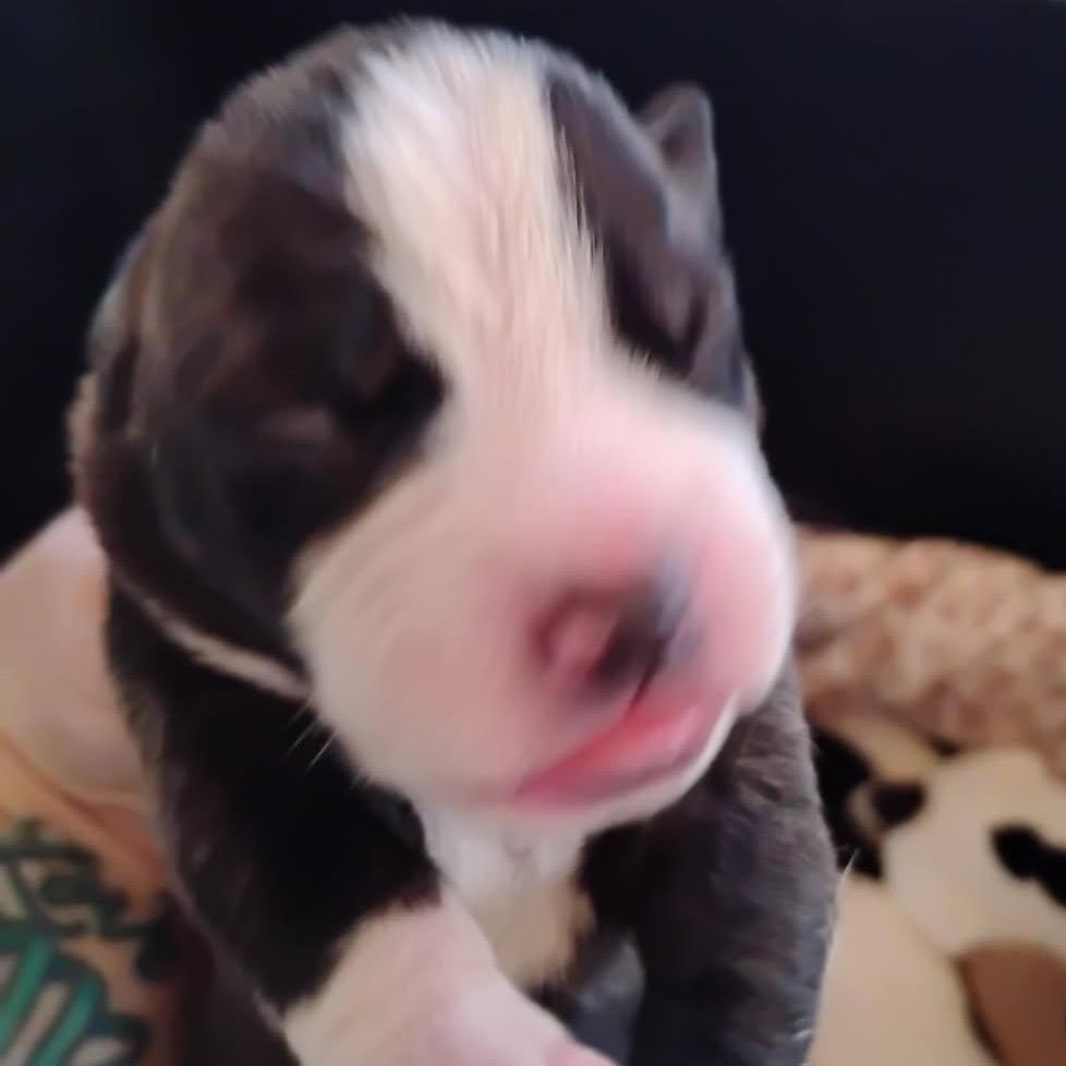 Enlarge Jasmine, a Adoptable Mixed Breed in Volcano, HI image 2/6