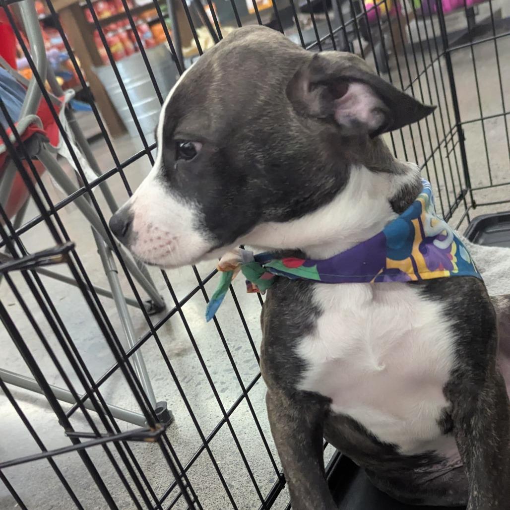 Enlarge Jasmine, a Adoptable Mixed Breed in Volcano, HI image 3/6