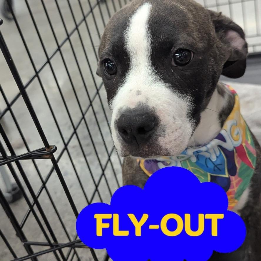 Enlarge Jasmine, a Adoptable Mixed Breed in Volcano, HI image 4/6