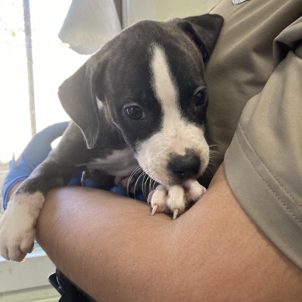 Enlarge Jasmine, a Adoptable Mixed Breed in Volcano, HI image 5/6