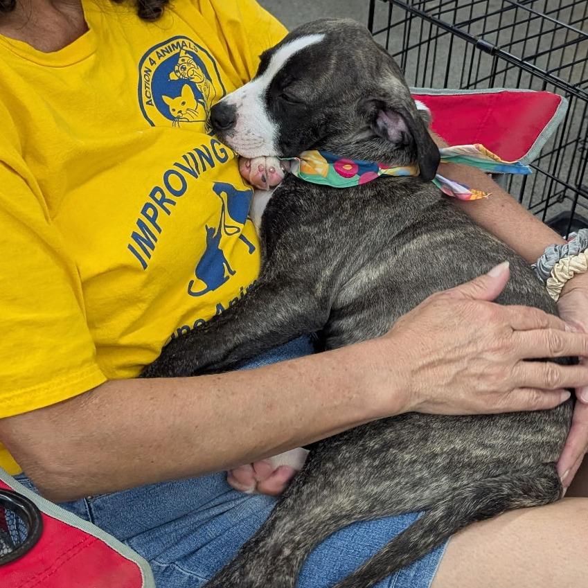 Enlarge Jasmine, a Adoptable Mixed Breed in Volcano, HI image 6/6