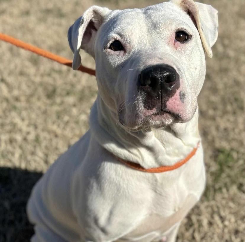 Peggy, ADOPTABLE, Young Female Pit Bull Terrier & American Bulldog.