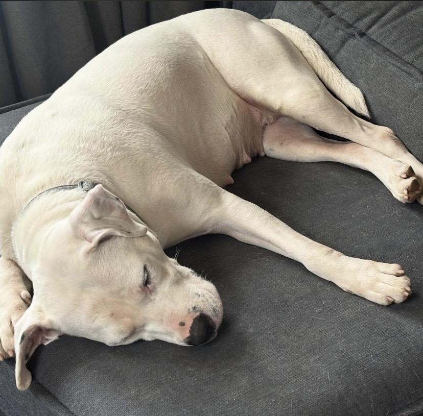 Enlarge Peggy, a ADOPTABLE mixed breed in Philadelphia, PA image 5/6