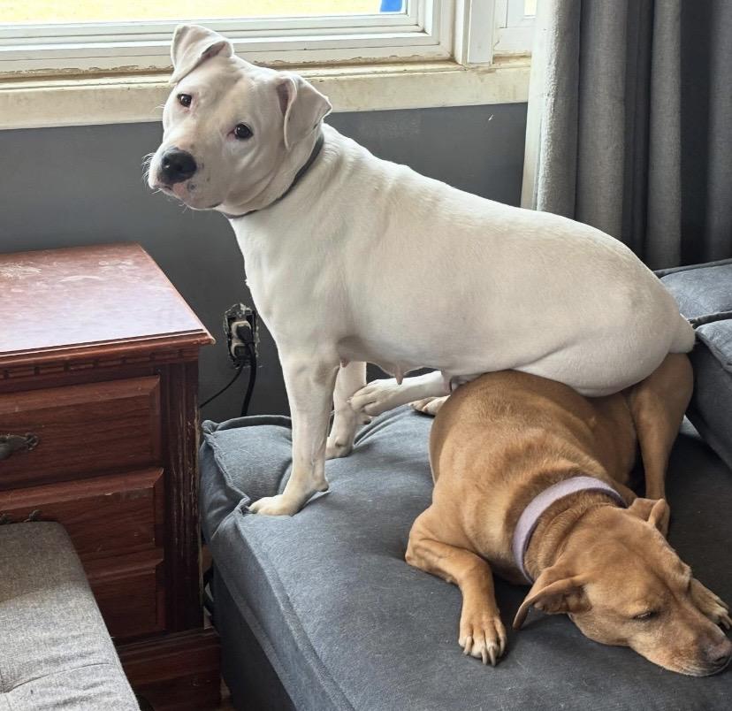 Enlarge Peggy, a ADOPTABLE mixed breed in Philadelphia, PA image 2/6