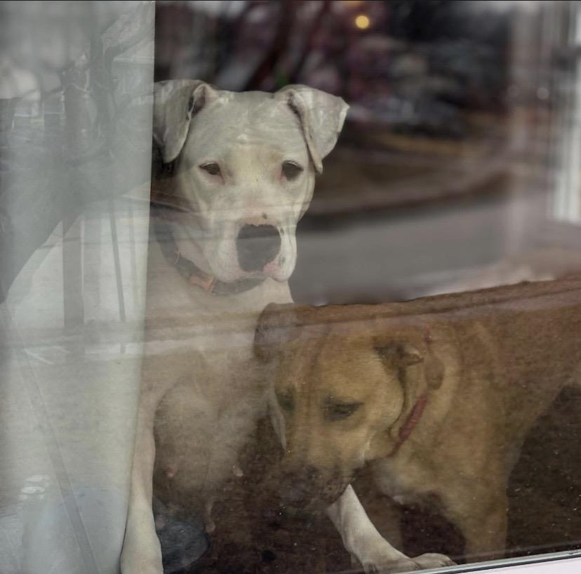 Enlarge Peggy, a ADOPTABLE mixed breed in Philadelphia, PA image 6/6