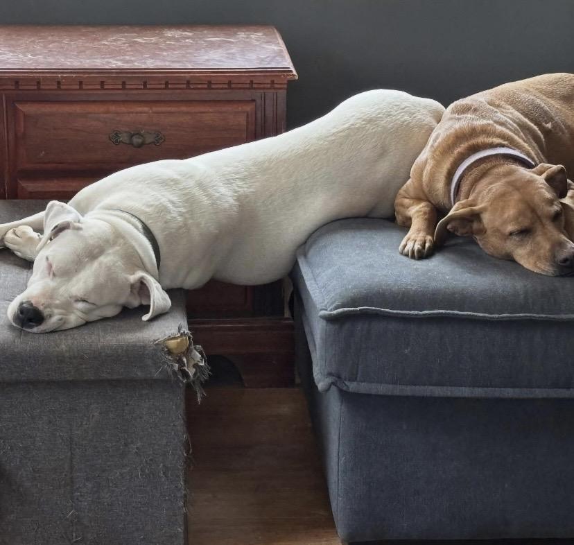 Enlarge Peggy, a ADOPTABLE mixed breed in Philadelphia, PA image 4/6