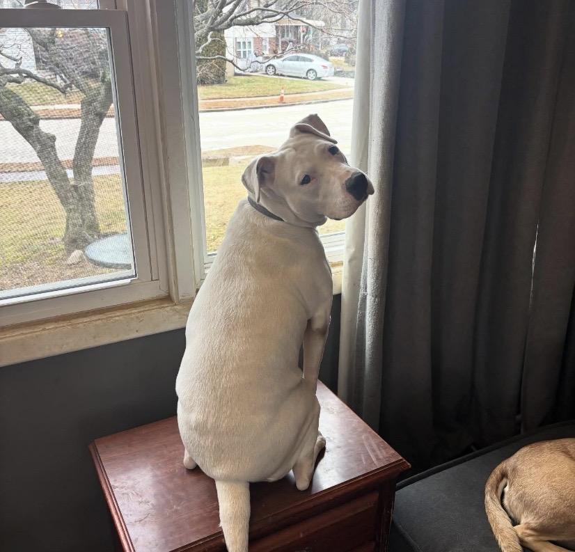 Enlarge Peggy, a ADOPTABLE mixed breed in Philadelphia, PA image 3/6