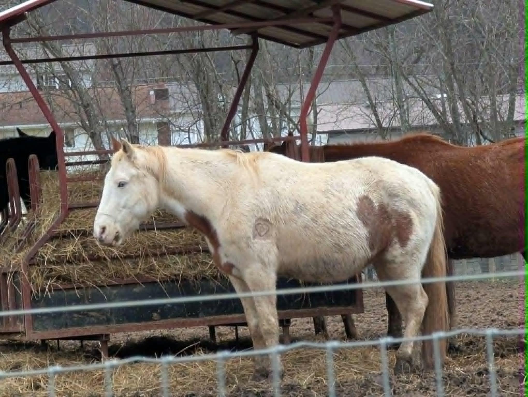 Enlarge Dirty Doc , an adopted Gaited in Huntington, WV image 3/3