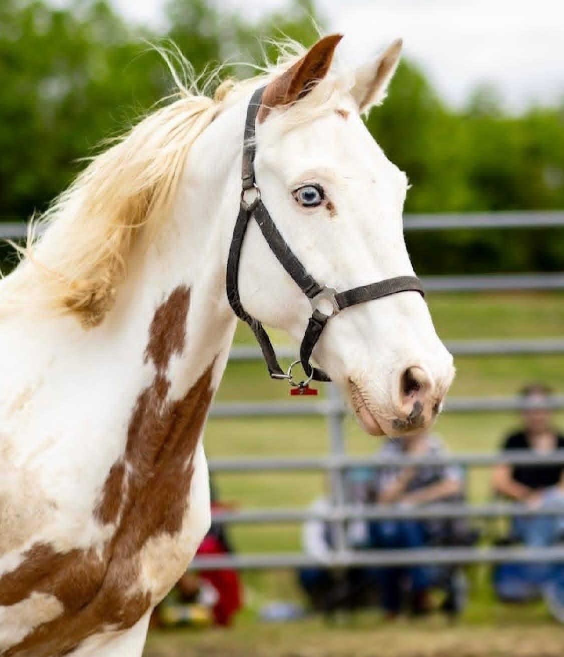 Dirty Doc , adopted, Adult Male Gaited.