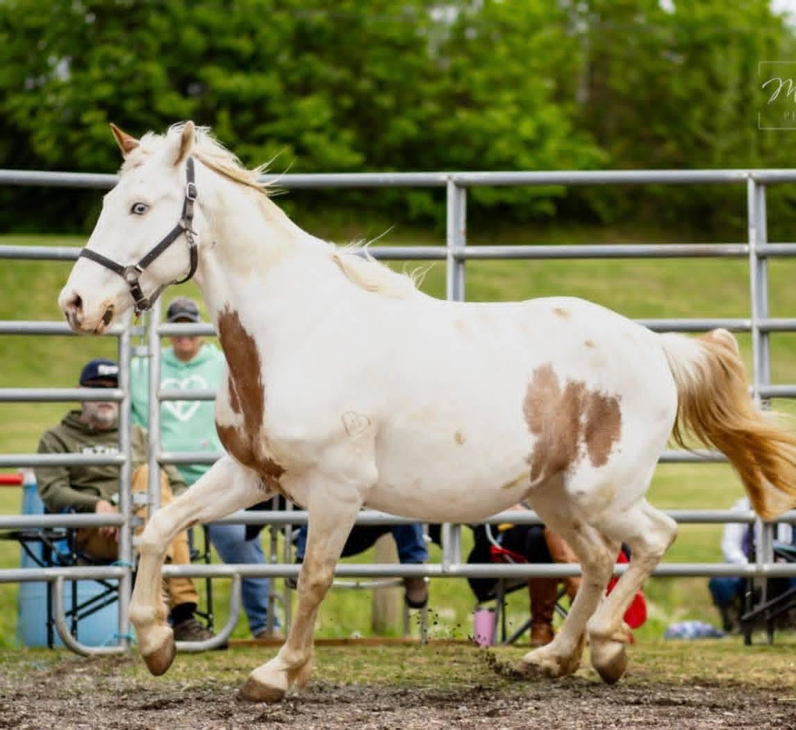 Enlarge Dirty Doc , an adopted Gaited in Huntington, WV image 2/3