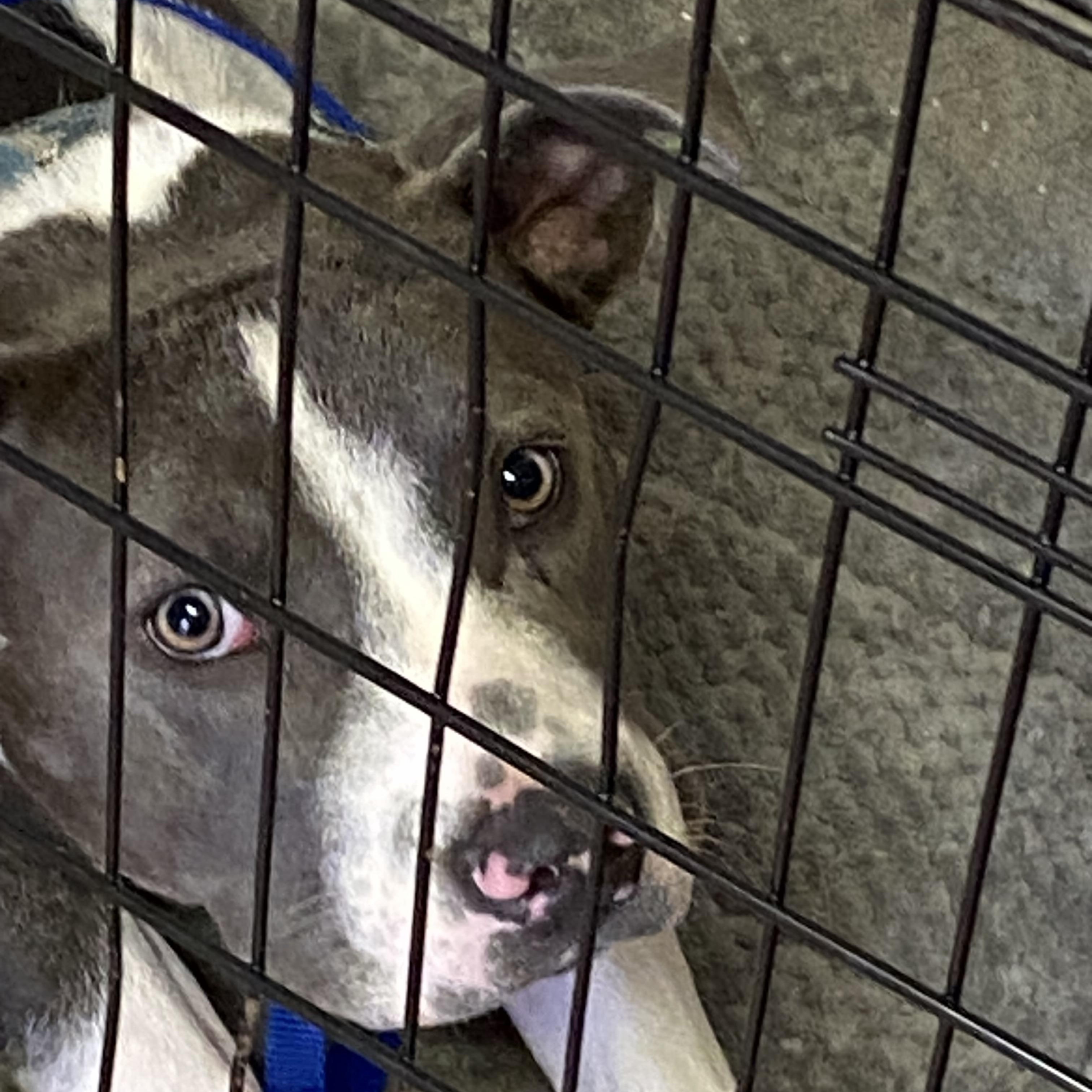 Ms. Amy, Young Female Pit Bull Terrier