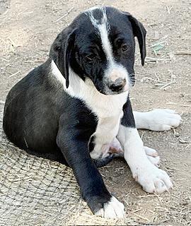 Enlarge Lil' Max, a ADOPTABLE mixed breed in Poway, CA image 5/6