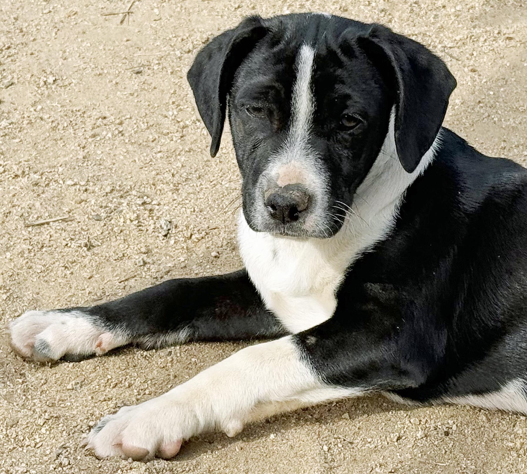 Enlarge Lil' Max, a ADOPTABLE mixed breed in Poway, CA image 6/6