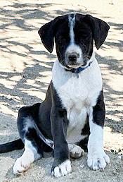 Enlarge Lil' Max, a ADOPTABLE mixed breed in Poway, CA image 1/6