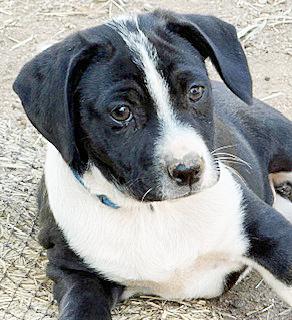 Enlarge Lil' Max, a ADOPTABLE mixed breed in Poway, CA image 2/6